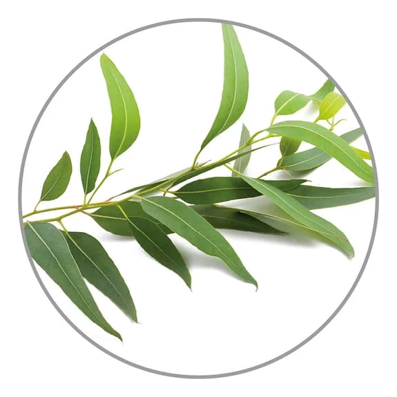 Essence For Medisana Eucalyptus Humidifier 10 Ml 4 Essence For Medisana Eucalyptus Humidifier 10 Ml - Image 2